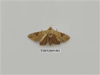 藏品(夜蛾839)的圖片